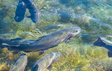 开云平台网站皇马赞助商| 开云平台官方ac米兰赞助商 最新官网入口